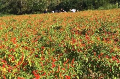 種植朝天椒施什么肥料，底肥可使用有機(jī)肥、二胺、尿素等肥料