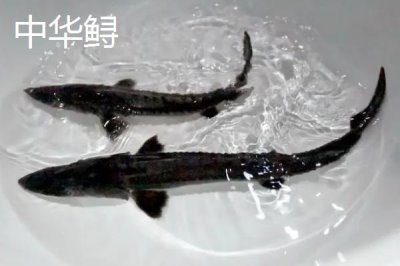 養(yǎng)殖的中華鱘能不能吃，人工繁殖的子二代才可以銷售食用