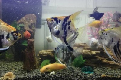 小燕魚(yú)的養(yǎng)殖方法,不能在草缸里養(yǎng)