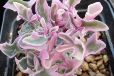 七寶樹錦的花語，寓意優(yōu)美、富貴和堅強等