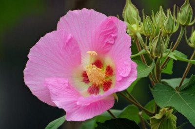 九月份有哪些花卉開放，木芙蓉、美人蕉、鳳尾蘭等品種在此時開放