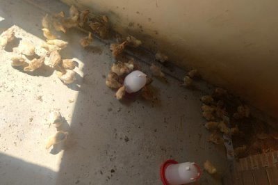 雛雞的飼料價(jià)格，通常在2500左右一噸
