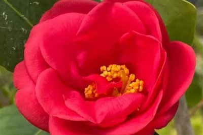 山茶花的花語(yǔ)是什么，寓意謙讓高潔、理想的愛(ài)等