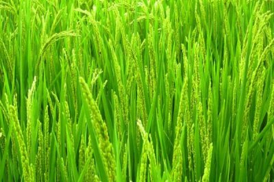 科荃優(yōu)4302水稻品種的特性，秈型三系雜交水稻品種