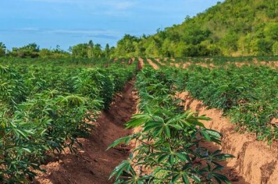 木薯植株萎蔫的癥狀，主要為害植株葉片、頸部