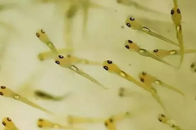 雅魚(yú)的價(jià)格，一斤50-70元