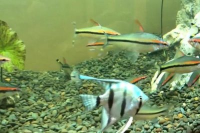 小燕魚(yú)的養(yǎng)殖方法,不能在草缸里養(yǎng)