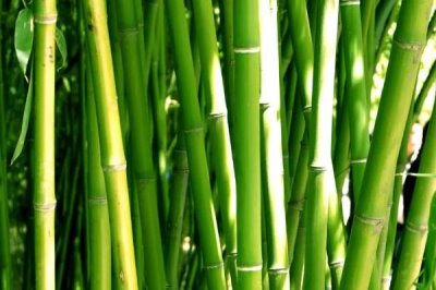 外直中通襟懷若谷是哪種植物，形容的是竹子