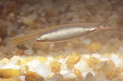牙簽魚的產(chǎn)地分布，亞馬遜河流域是主要分布區(qū)