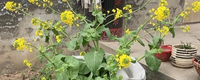 白菜會(huì)不會(huì)開花，會(huì)開出鮮黃色的花朵