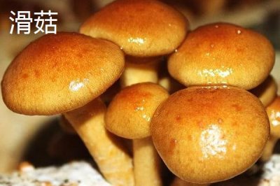 黑龍江省海林市的特產(chǎn)，素有“林海雪原”、“中國(guó)雪鄉(xiāng)”等美稱(chēng)