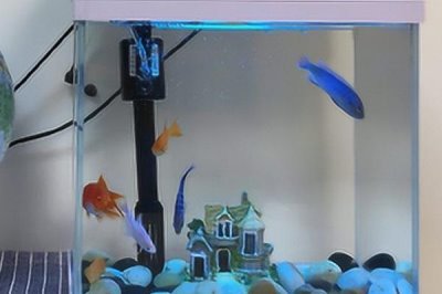 給魚缸換水的正確方法，根據(jù)情況選擇部分換水或全部換水