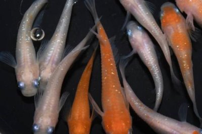 新手怎么養(yǎng)冷水魚，根據(jù)魚的體型來(lái)選擇合適的魚缸