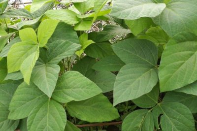 圣豆25大豆種子介紹，中熟夏大豆品種