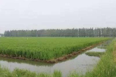 在稻田中養(yǎng)黃鱔的畝利潤(rùn)，一年大概可獲利3萬(wàn)元左右