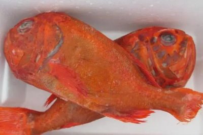 3斤以上長壽魚的價格，基本在100-150元一條