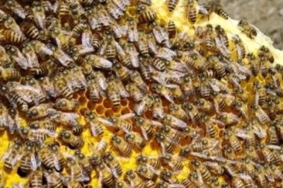 蜜蜂春繁一脾蜂過多久才加脾，通常要經(jīng)過30天以后才能添加