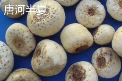 河南唐河縣的特產(chǎn)，梔子品質(zhì)上乘