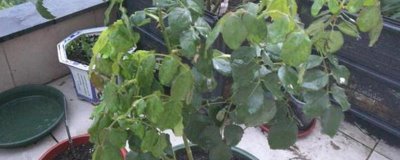 月季花葉子卷曲萎了的原因，可能是澆水過(guò)多或光照過(guò)強(qiáng)等