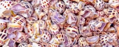 花螺的養(yǎng)殖方法，適宜的水溫是23-30℃