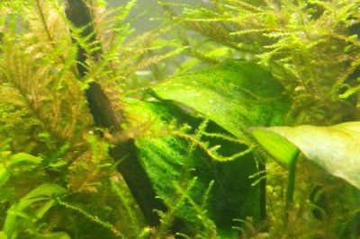 怎樣清除水草上的綠藻，可人工清除或生物防治等