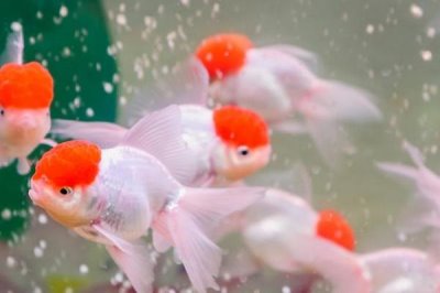 金魚可以喂什么食物，動(dòng)物性、植物性和合成飼料都可投喂