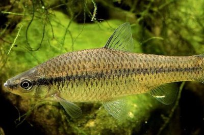 麥穗魚簡介，原產(chǎn)地主要是亞洲