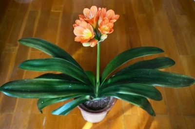 君子蘭開雙枝花的寓意，寓意幸福美滿、富貴吉祥等