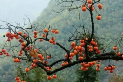 柿子種植效益，原產(chǎn)地就在我國(guó)