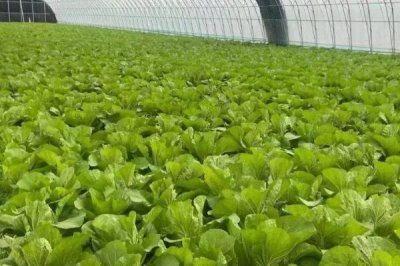 大白菜育苗移栽技術，選陰天或傍晚的時候進行