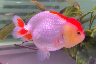 小金魚能曬太陽嗎，可以但不能接受太強烈的光線