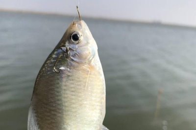 釣鳑鲏?mèng)~的技巧，一定要“小鉤細(xì)線”