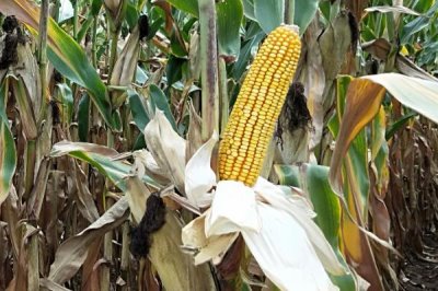 金牛1968玉米品種的特性，春播平均生育期117.5天