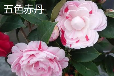 茶花樹苗的價格，微型盆景茶花深受消費者喜愛