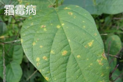 怎么防治毛豆的常見病害，關(guān)鍵是要種植抗病能力強(qiáng)的品種