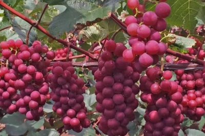 紅玫瑰葡萄有哪些優(yōu)點(diǎn)，產(chǎn)量高、易種植、抗病性好