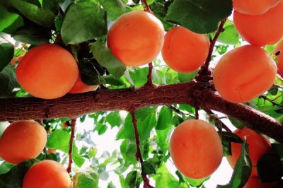 杏的價(jià)格，通常在6-7月份成熟