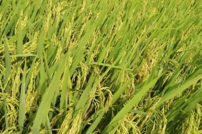 沅粳6水稻種子介紹，4月中旬播種