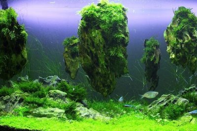 水草的養(yǎng)殖技術，養(yǎng)殖場所盡可能防止陽光照射