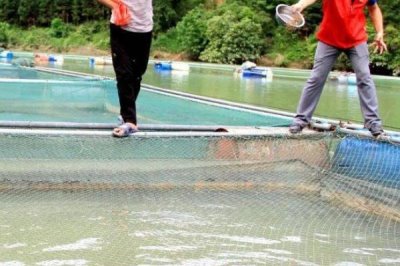 翹嘴紅鲌?jiān)趺答B(yǎng)殖，魚苗放養(yǎng)要趁早