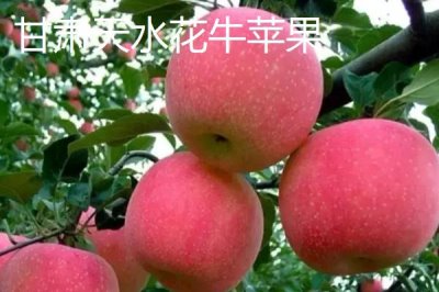 我國蘋果產(chǎn)地，主要集中在北方