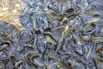 熱門的農(nóng)村水產(chǎn)養(yǎng)殖項(xiàng)目，甲魚的市場需求目前正平穩(wěn)上升