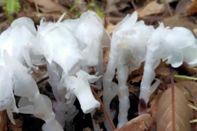 水晶蘭的花語(yǔ)，花語(yǔ)是美麗之精靈、脆弱無(wú)城府
