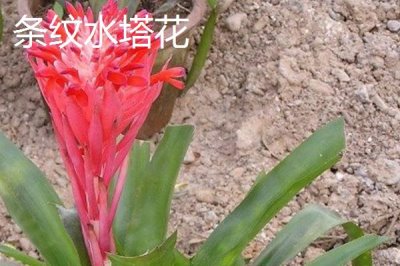 水塔花的種類，不同品種的葉片顏色不一
