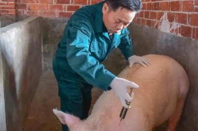 160萬單位青霉素打多少斤豬，可打25-50kg的豬