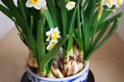 家里為什么不能養(yǎng)水仙花，因?yàn)榧依镎w光線不好