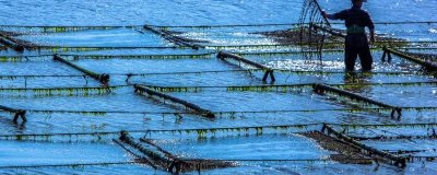 霞浦紫菜的產(chǎn)地，產(chǎn)于寧德市霞浦縣