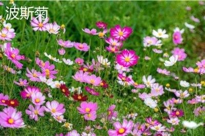 和女生第一次見(jiàn)面適合送什么花，可選擇郁金香、百合花等