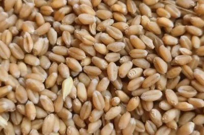 臨麥13小麥種簡介，每畝基本苗15-20萬