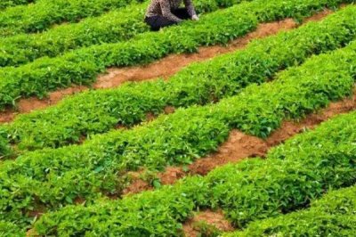 規(guī)?；N植藥材的誤區(qū)，種植單一品種的風(fēng)險更大